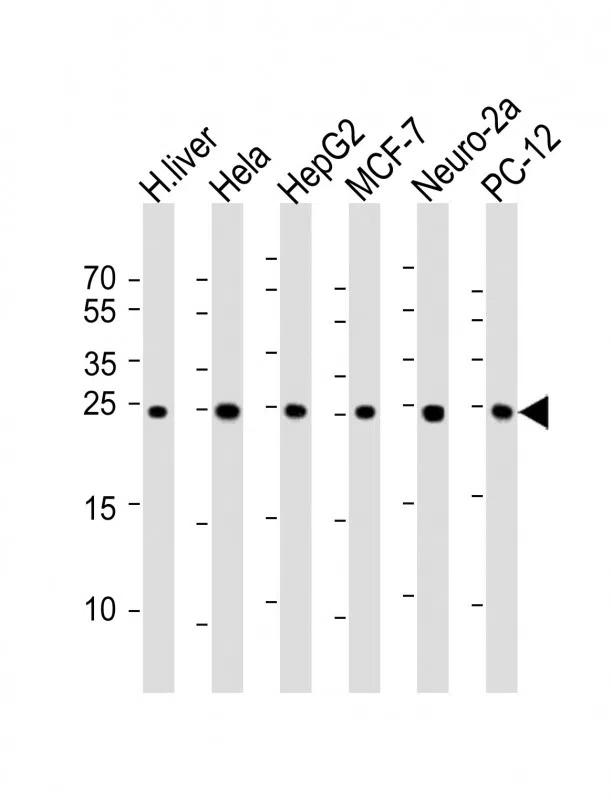 PSMA5 Mouse Monoclonal Antibody - Size: 100µl