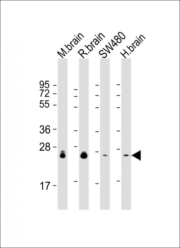 RAB3B Mouse Monoclonal Antibody - Size: 100µl