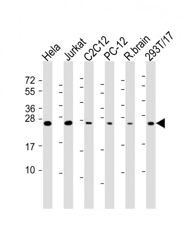 RAB11A Mouse Monoclonal Antibody - Size: 100µl