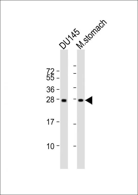 RAB27B Mouse Monoclonal Antibody - Size: 100µl