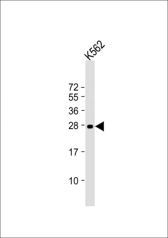 RAB27A Mouse Monoclonal Antibody - Size: 100µl