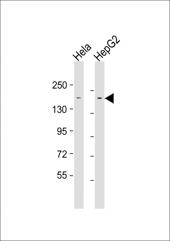 LAP2 Mouse Monoclonal Antibody - Size: 50µl