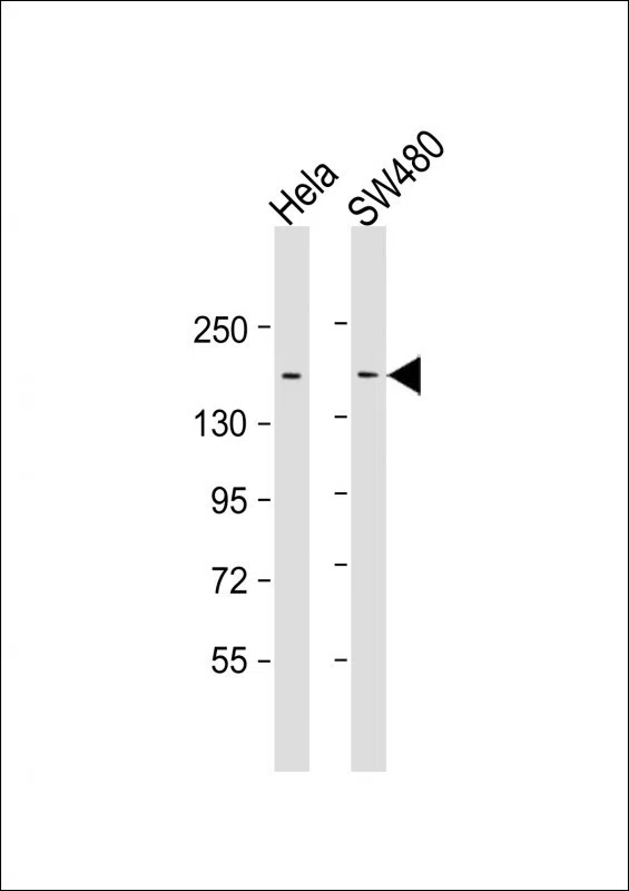 LAP2 Mouse Monoclonal Antibody - Size: 100µl