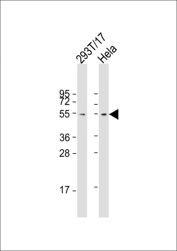FZR Mouse Monoclonal Antibody - Size: 50µl