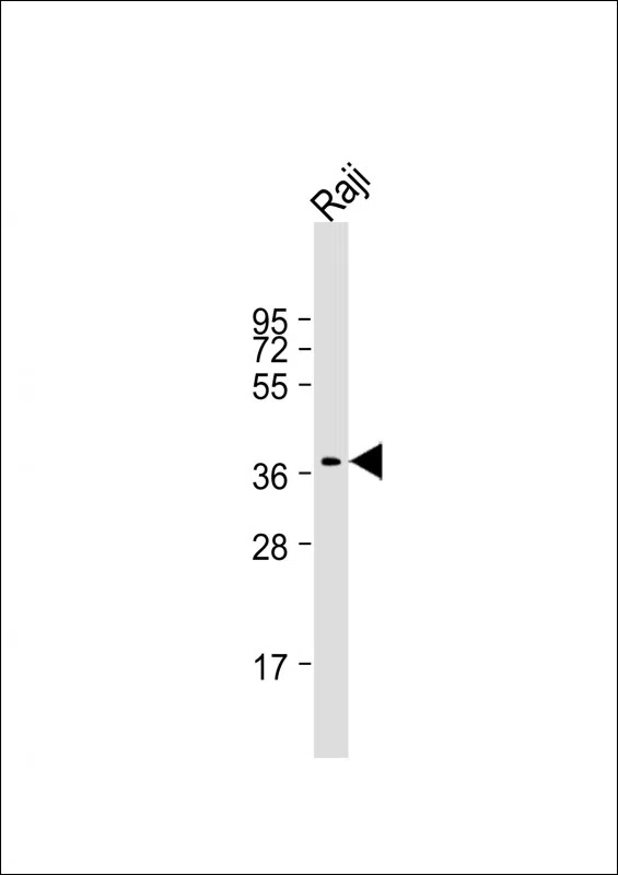 RASSF2 Mouse Monoclonal Antibody - Size: 50µl