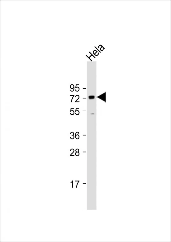 BANP Mouse Monoclonal Antibody - Size: 100µl