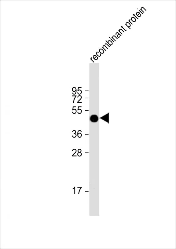 FAT1 Mouse Monoclonal Antibody - Size: 100µl