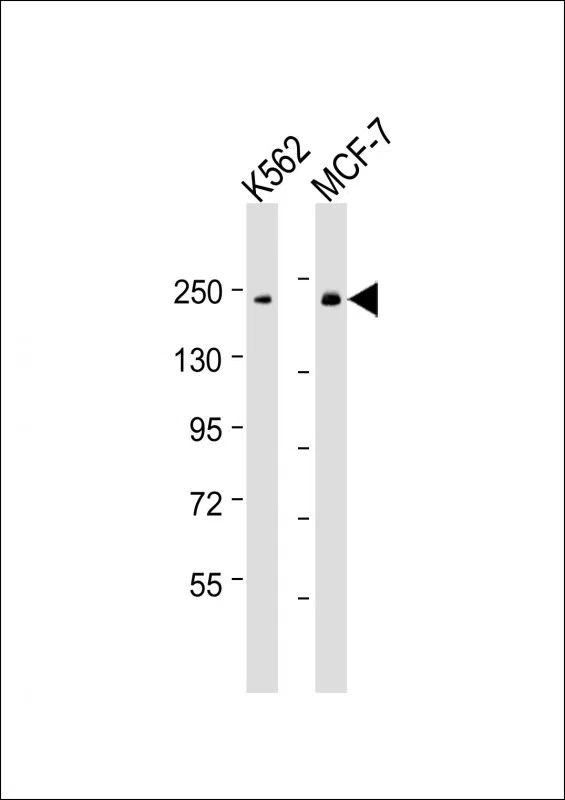 XRN1 Mouse Monoclonal Antibody - Size: 100µl