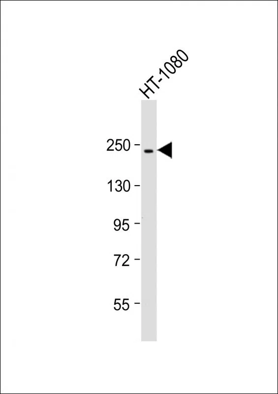 PBRM1 Mouse Monoclonal Antibody - Size: 100µl