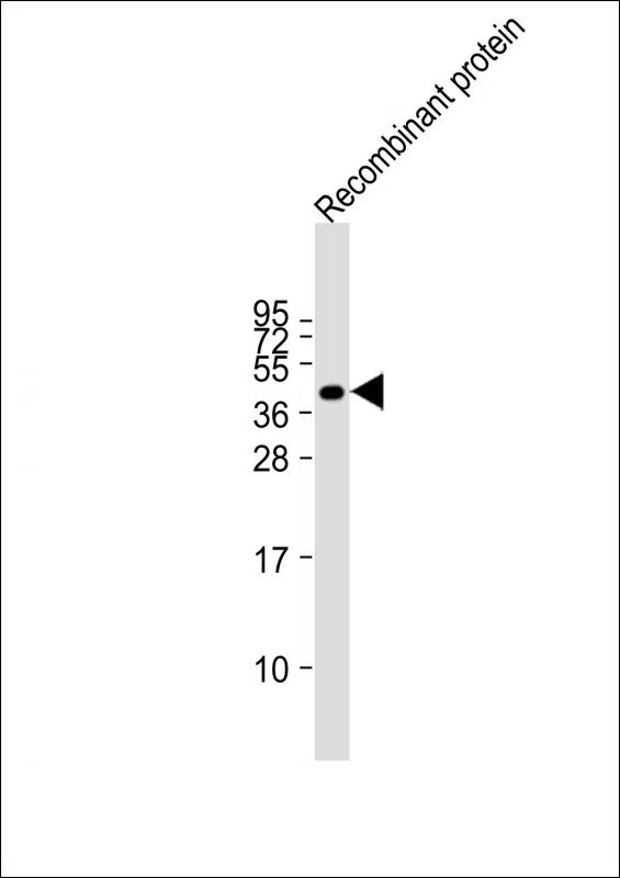 FAT4 Mouse Monoclonal Antibody - Size: 50µl