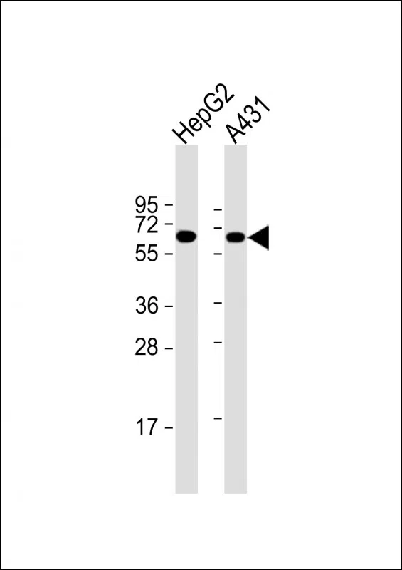 TERF2IP Mouse Monoclonal Antibody - Size: 50µl