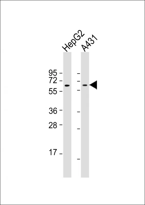 TERF2IP Mouse Monoclonal Antibody - Size: 50µl