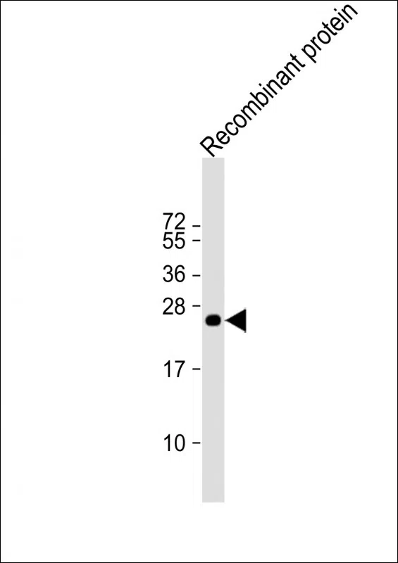 MLL3 Mouse Monoclonal Antibody - Size: 50µl