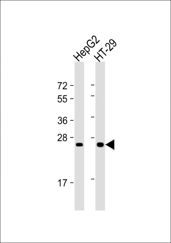 Glucagon Mouse Monoclonal Antibody - Size: 100µl