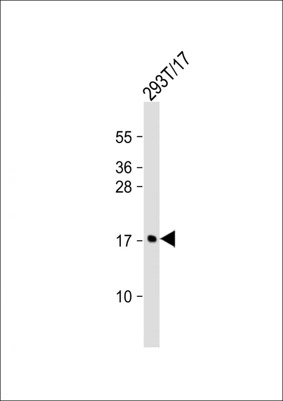 MCFD2 Mouse Monoclonal Antibody - Size: 100µl
