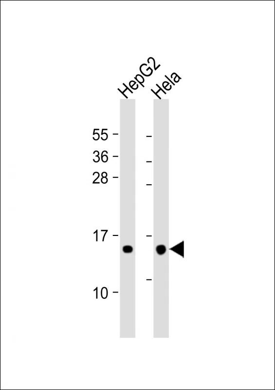 THEM2 Mouse Monoclonal Antibody - Size: 50µl