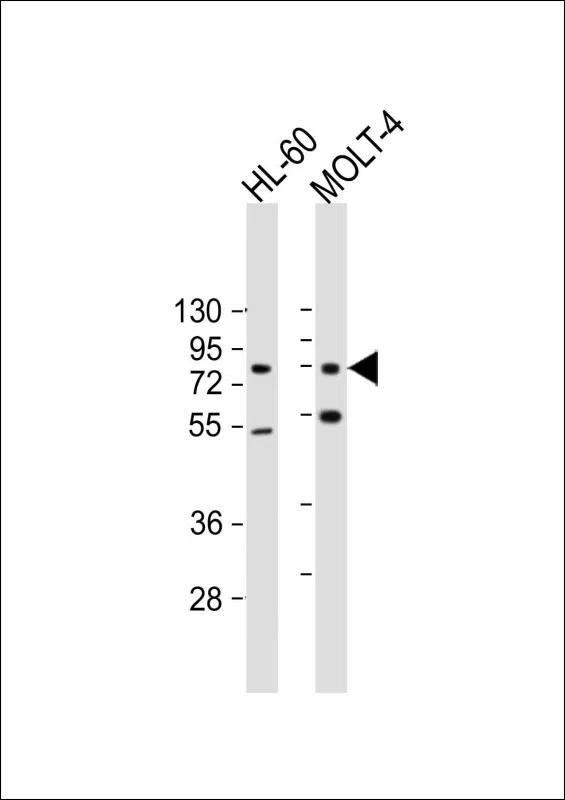 CBFA2T3 Mouse Monoclonal Antibody - Size: 100µl