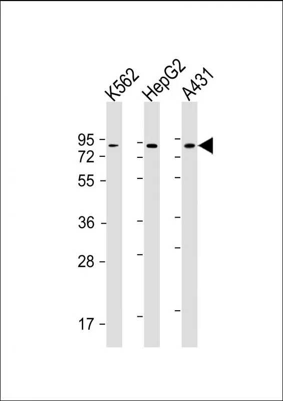 GOLGA5 Mouse Monoclonal Antibody - Size: 50µl