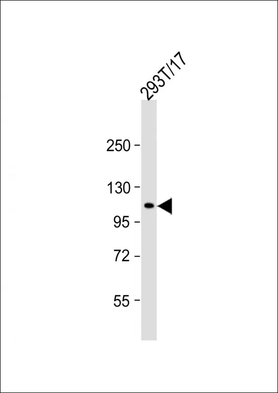 ECT2 Mouse Monoclonal Antibody - Size: 50µl