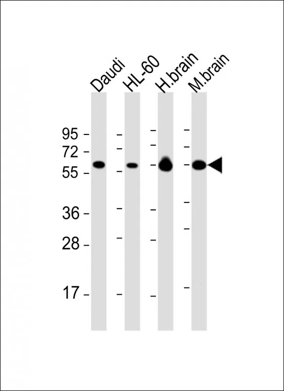 PACSIN2 Mouse Monoclonal Antibody - Size: 50µl