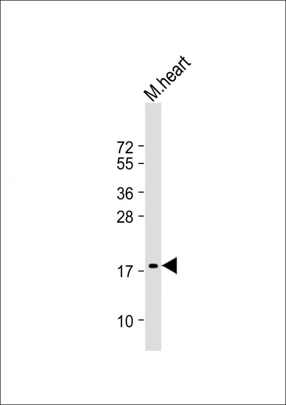 NPPA Mouse Monoclonal Antibody - Size: 50µl