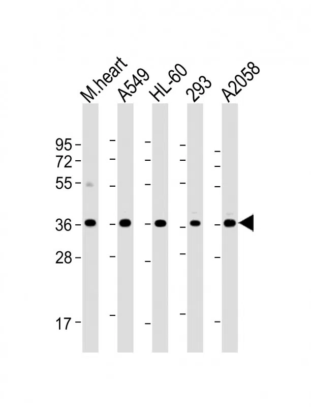 WBP2 Mouse Monoclonal Antibody - Size: 100µl