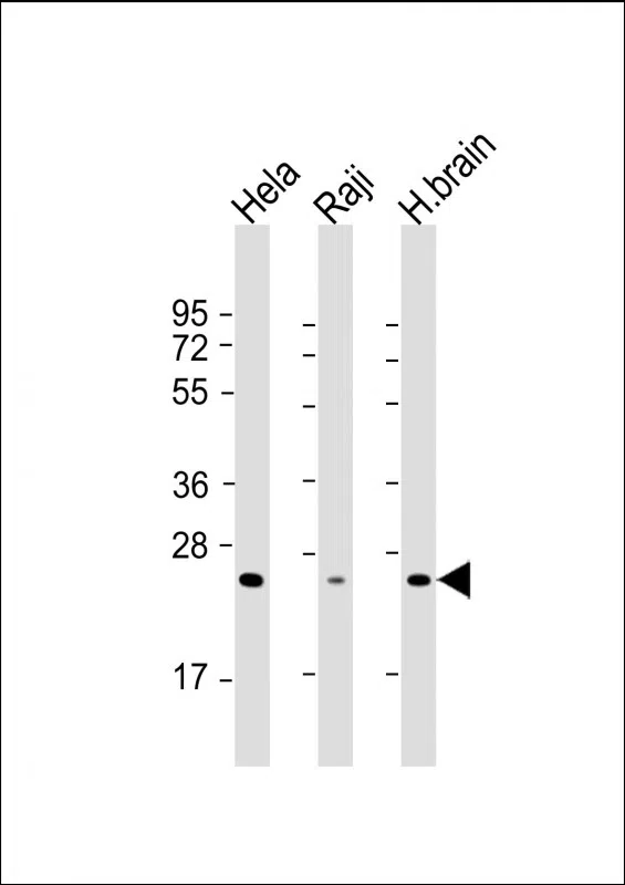 RAB14 Mouse Monoclonal Antibody - Size: 50µl