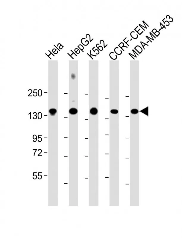 C3 Mouse Monoclonal Antibody - Size: 100µl
