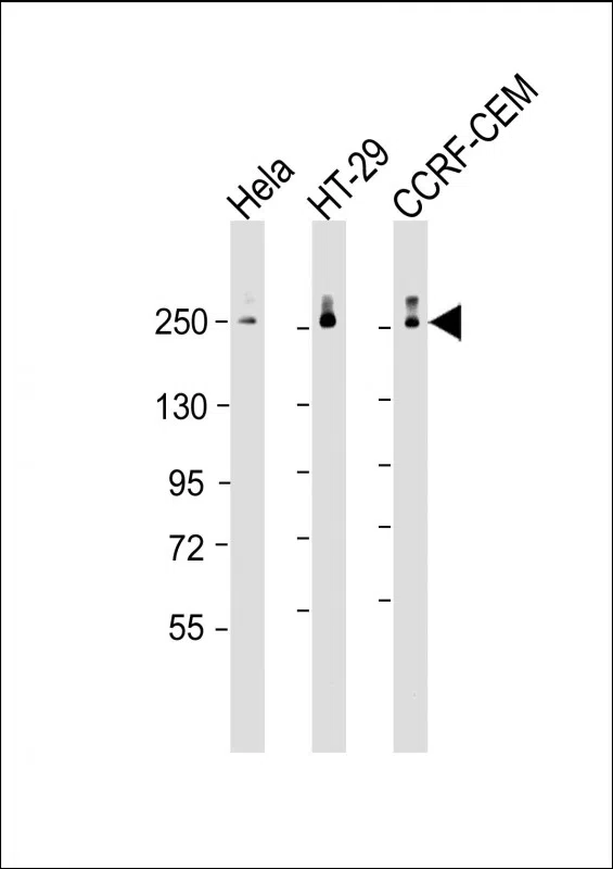 POLR2A (monoclonal) (M01AA) Mouse Monoclonal Antibody - Size: 100µl