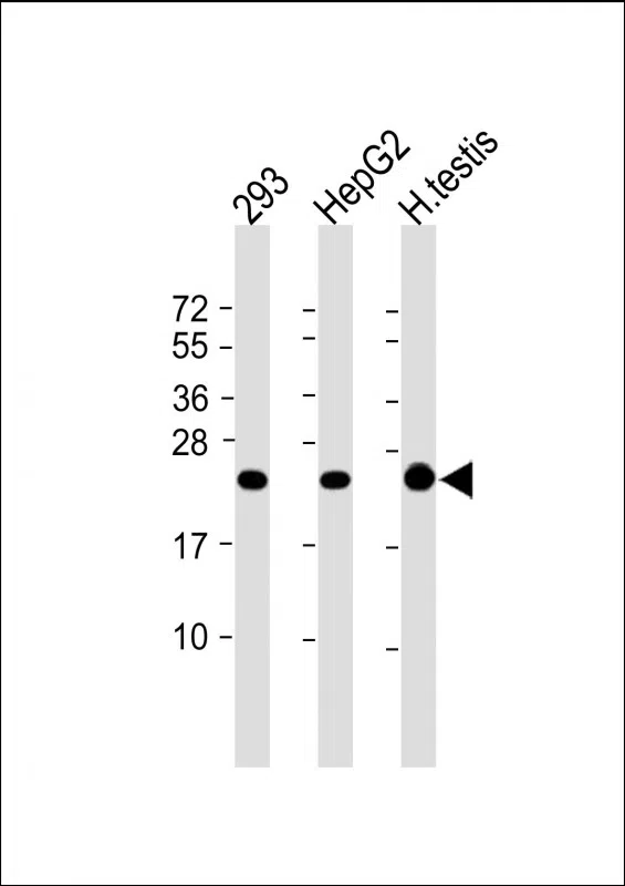 AK1 Mouse Monoclonal Antibody - Size: 100µl