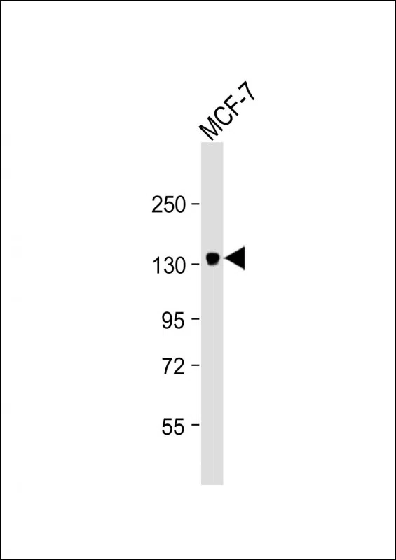 ABCB4 Mouse Monoclonal Antibody - Size: 50µl