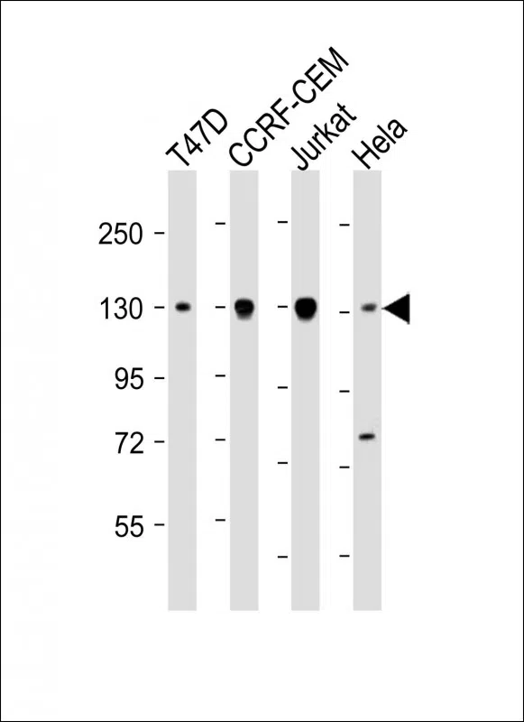 Dnmt3a Mouse Monoclonal Antibody - Size: 100µl