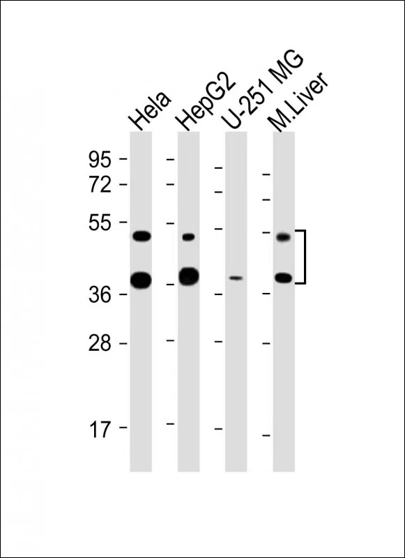 FDPS Mouse Monoclonal Antibody - Size: 100µl