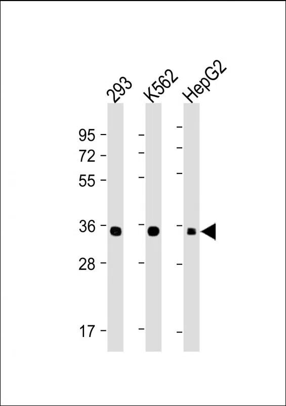 LIN28B Mouse Monoclonal Antibody - Size: 100µl