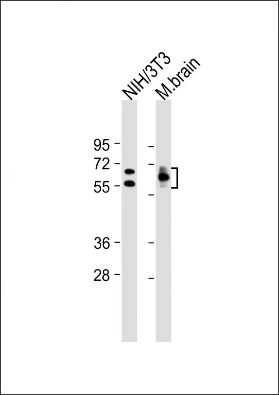 DRP-2 Mouse Monoclonal Antibody - Size: 50µl