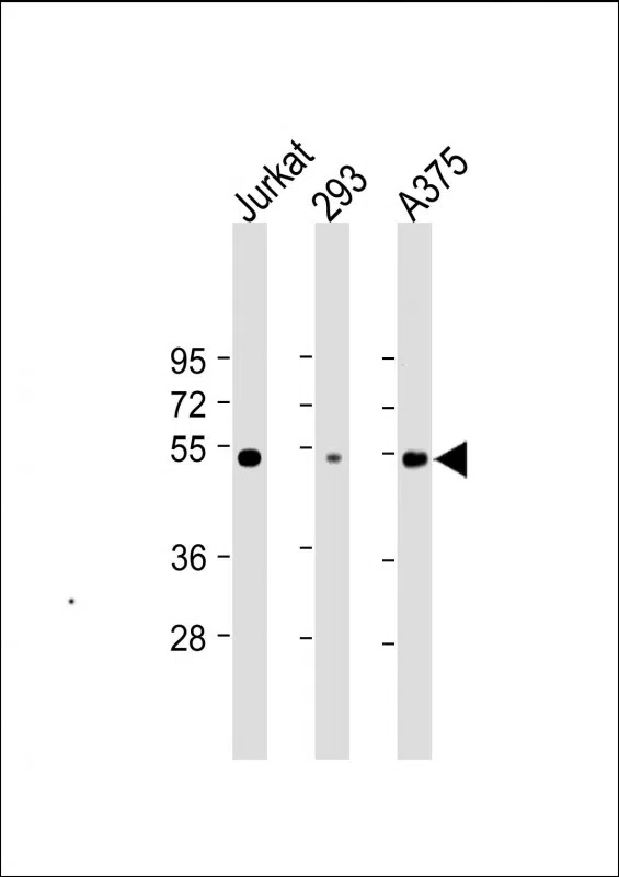 RBCK1 (UBCE7IP3) Mouse Monoclonal Antibody - Size: 50µl