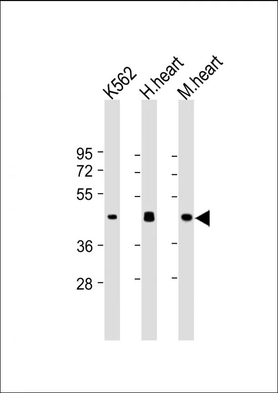 PDK4 Mouse Monoclonal Antibody - Size: 100µl