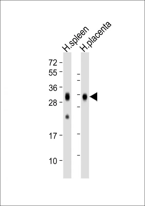 FOLR2 Mouse Monoclonal Antibody - Size: 100µl