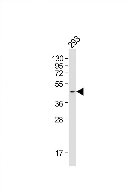 PRDM12 Mouse Monoclonal Antibody - Size: 100µl