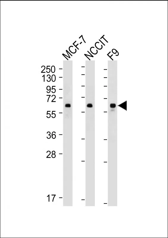 KLF4 Mouse Monoclonal Antibody - Size: 100µl