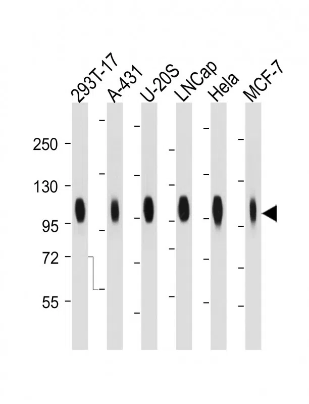 CD276 Mouse Monoclonal Antibody - Size: 50µl