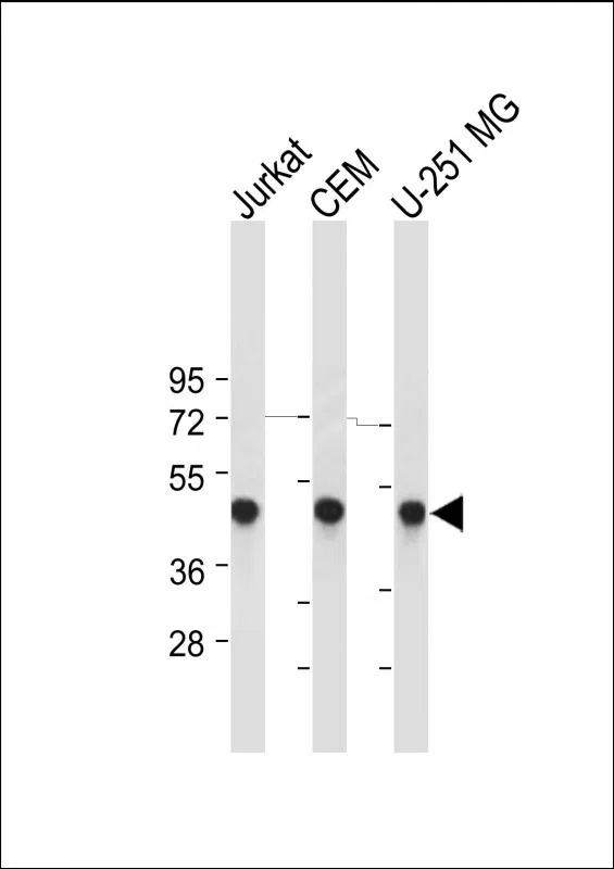 ENOG Mouse Monoclonal Antibody - Size: 50µl