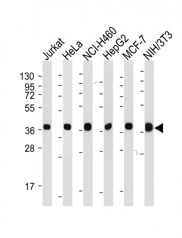 PURB Mouse Monoclonal Antibody - Size: 100µl