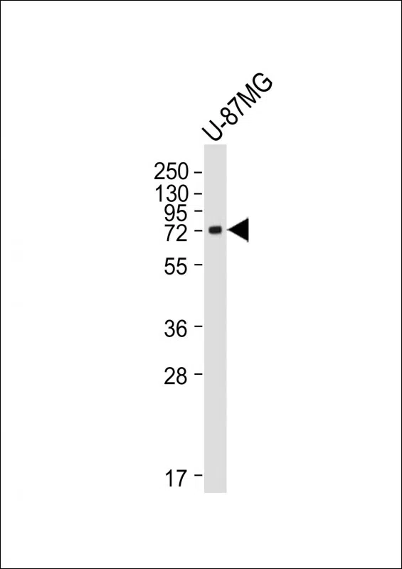 PTGS2 Mouse Monoclonal Antibody - Size: 100µl