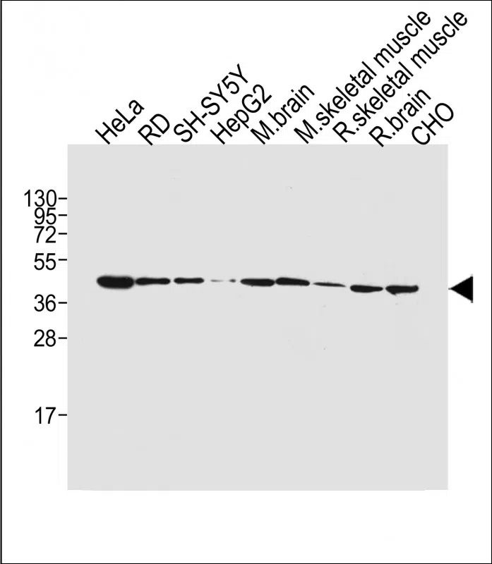 BHLH3 (N-term) Mouse Monoclonal Antibody - Size: 100µl