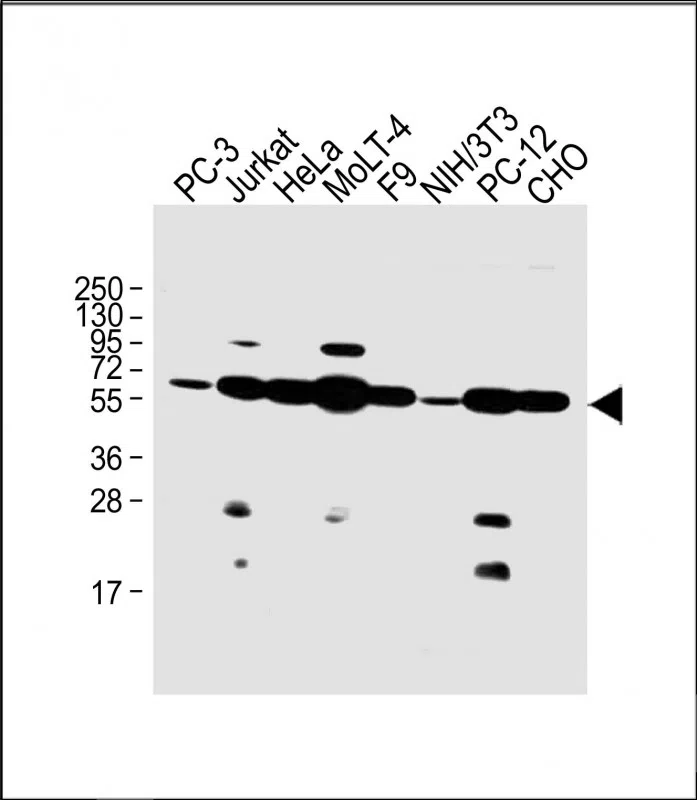 NR2C2 Mouse Monoclonal Antibody - Size: 100µl
