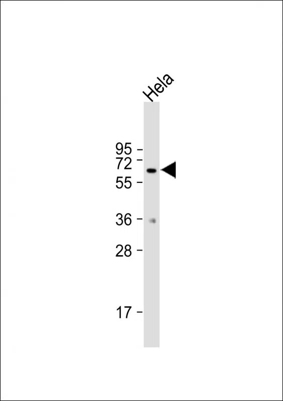 MB21D1 Mouse Monoclonal Antibody - Size: 100µl