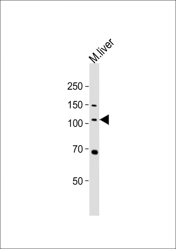 NLRP12 Mouse Monoclonal Antibody - Size: 50µl
