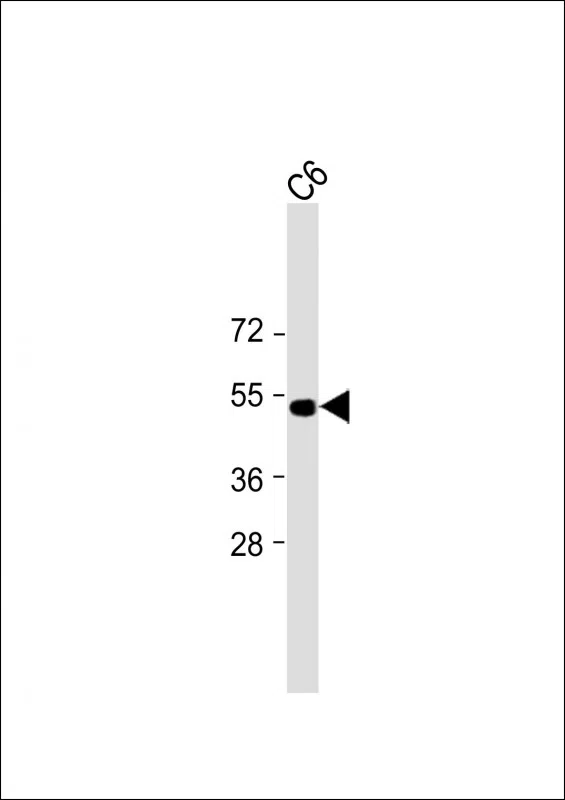 PSMC2 Mouse Monoclonal Antibody - Size: 100µl