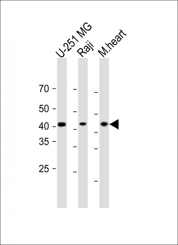 MTHFD2 Mouse Monoclonal Antibody - Size: 50µl